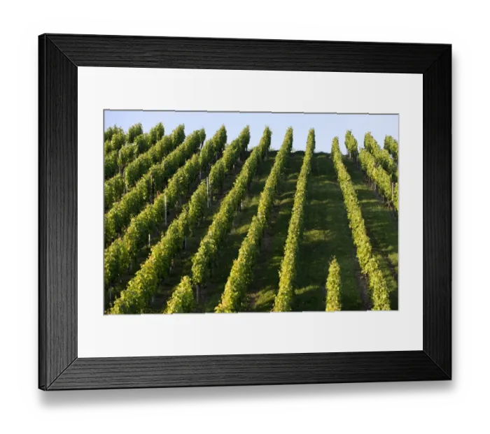 Framed Print : Grape vines, vineyard, Pragsattel, Stuttgart, Baden-Wuerttemberg, Germany, Europe Framed Print : Grape vines, vineyard, Pragsattel, Stuttgart, Baden-Wuerttemberg, Germany, Europe