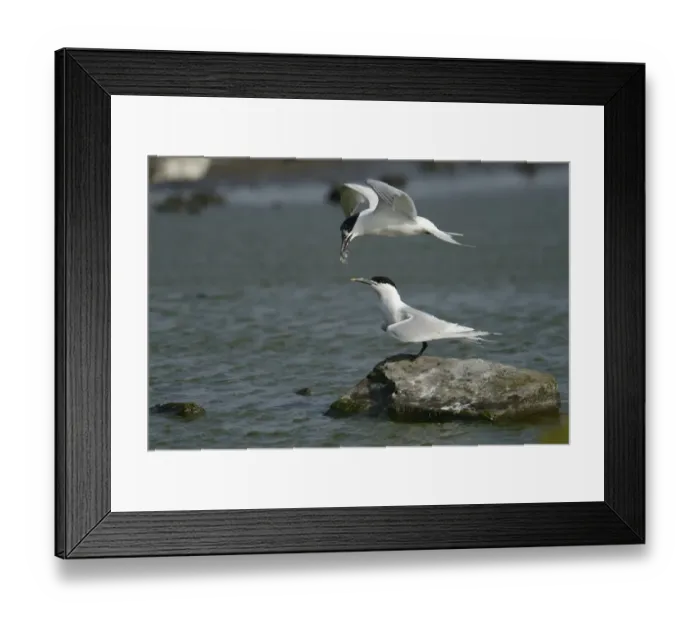 Framed Print : Sandwich Tern -Sterna sandvicensis-, handing over fish to partner in flight, Texel, The Netherlands, Europe Framed Print : Sandwich Tern -Sterna sandvicensis-, handing over fish to partner in flight, Texel, The Netherlands, Europe