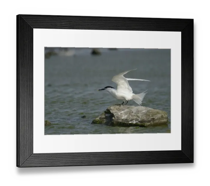 Framed Print : Sandwich Tern -Sterna sandvicensis-, Texel, The Netherlands, Europe Framed Print : Sandwich Tern -Sterna sandvicensis-, Texel, The Netherlands, Europe