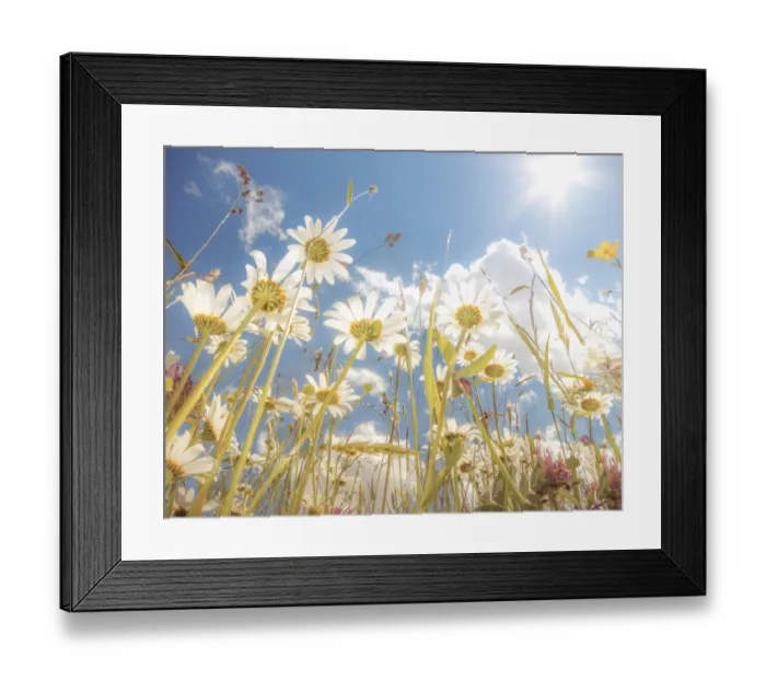 Framed Print : Daisies -Leucanthemum vulgare-, flower meadow, blue summer sky, from below, worms eye view, soft look effect Framed Print : Daisies -Leucanthemum vulgare-, flower meadow, blue summer sky, from below, worms eye view, soft look effect