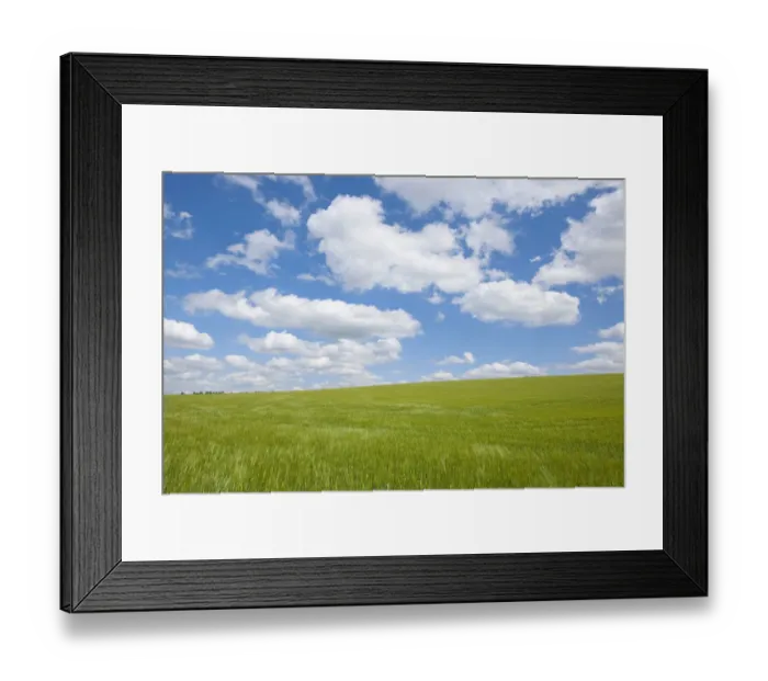 Framed Print : Barley field -Hordeum vulgare- in spring with blue sky and cumulus clouds, Thuringia, Germany Framed Print : Barley field -Hordeum vulgare- in spring with blue sky and cumulus clouds, Thuringia, Germany