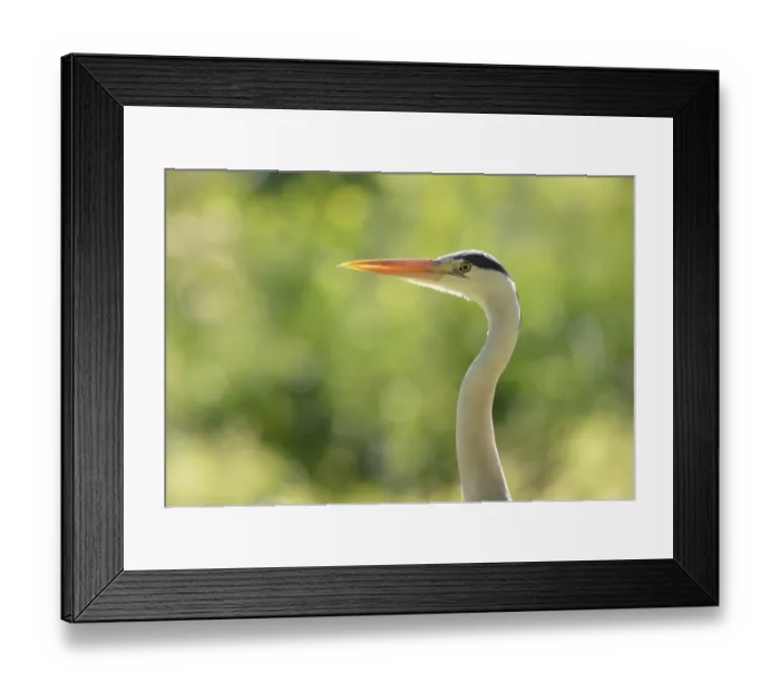 Framed Print : Grey Heron -Ardea cinerea-, Stuttgart, Baden-Wuerttemberg, Germany, Europe Framed Print : Grey Heron -Ardea cinerea-, Stuttgart, Baden-Wuerttemberg, Germany, Europe