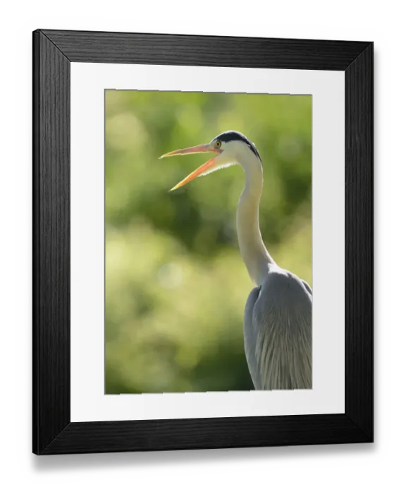 Framed Print : Grey Heron -Ardea cinerea-, Stuttgart, Baden-Wuerttemberg, Germany, Europe Framed Print : Grey Heron -Ardea cinerea-, Stuttgart, Baden-Wuerttemberg, Germany, Europe