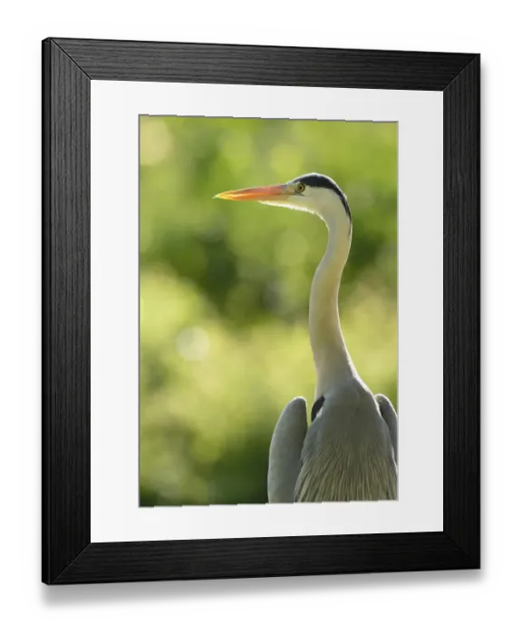 Framed Print : Grey Heron -Ardea cinerea-, Stuttgart, Baden-Wuerttemberg, Germany, Europe Framed Print : Grey Heron -Ardea cinerea-, Stuttgart, Baden-Wuerttemberg, Germany, Europe