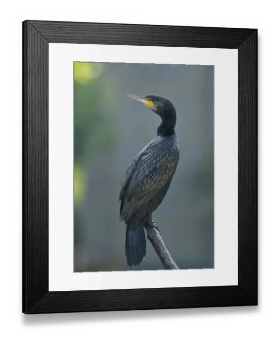 Framed Print : Great Cormorant -Phalacrocorax carbo-, Stuttgart, Baden-Wuerttemberg, Germany, Europe Framed Print : Great Cormorant -Phalacrocorax carbo-, Stuttgart, Baden-Wuerttemberg, Germany, Europe