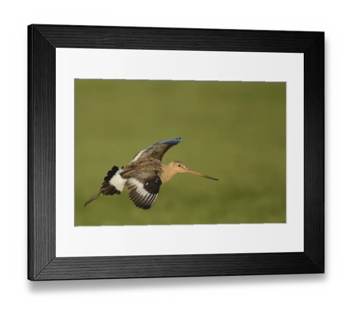 Framed Print : Black-tailed Godwit -Limosa limosa-, in flight, Texel, The Netherlands, Europe Framed Print : Black-tailed Godwit -Limosa limosa-, in flight, Texel, The Netherlands, Europe