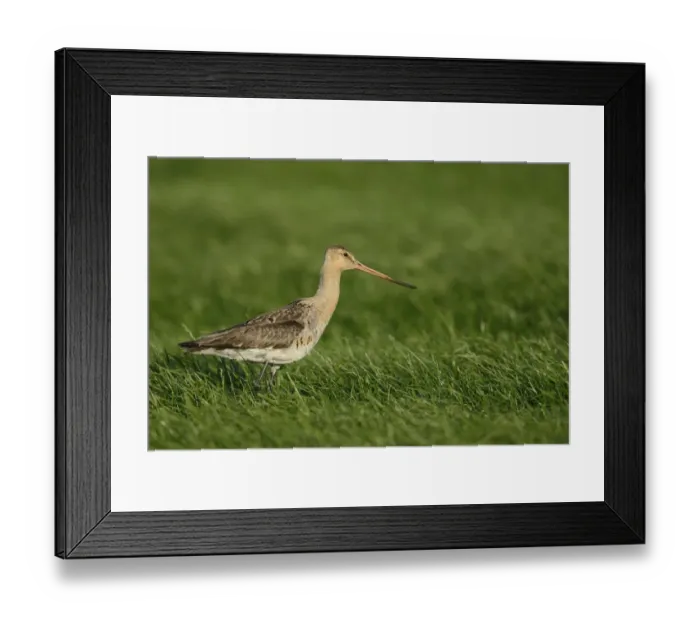 Framed Print : Black-tailed Godwit -Limosa limosa-, Texel, The Netherlands, Europe