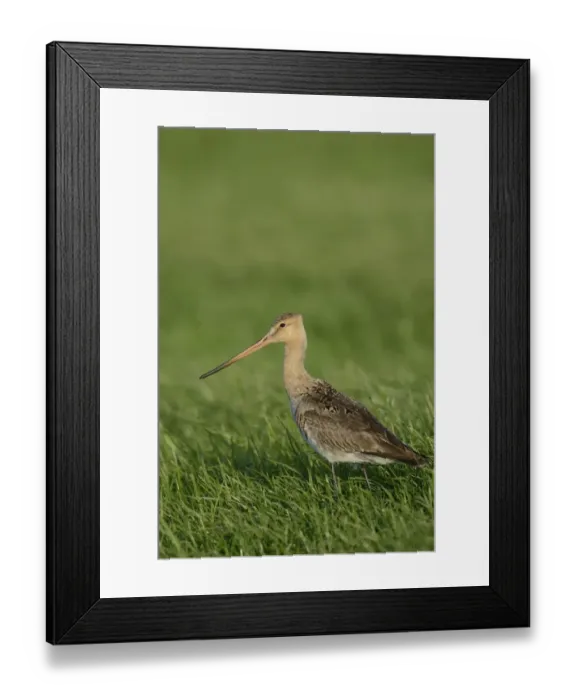 Framed Print : Black-tailed Godwit -Limosa limosa-, Texel, The Netherlands, Europe Framed Print : Black-tailed Godwit -Limosa limosa-, Texel, The Netherlands, Europe