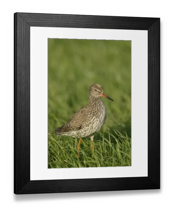 Framed Print : Common Redshank -Tringa totanus-, on grass, Texel, The Netherlands, Europe Framed Print : Common Redshank -Tringa totanus-, on grass, Texel, The Netherlands, Europe