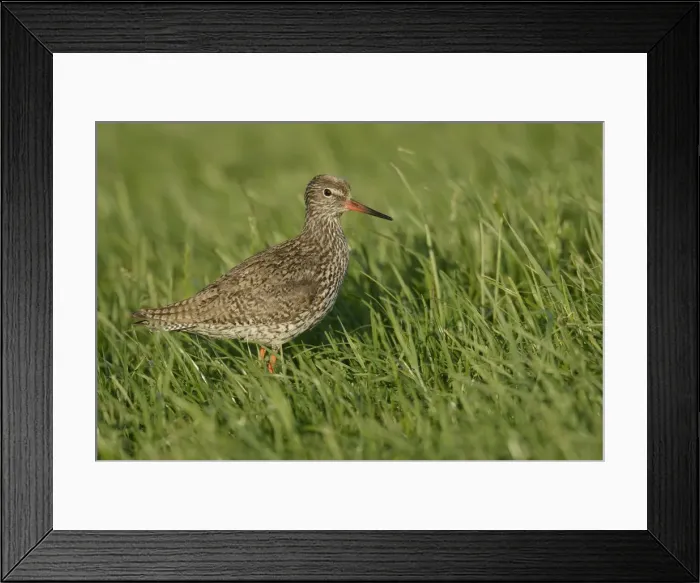 Framed Print : Common Redshank -Tringa totanus-, on grass, Texel, The Netherlands, Europe Framed Print : Common Redshank -Tringa totanus-, on grass, Texel, The Netherlands, Europe