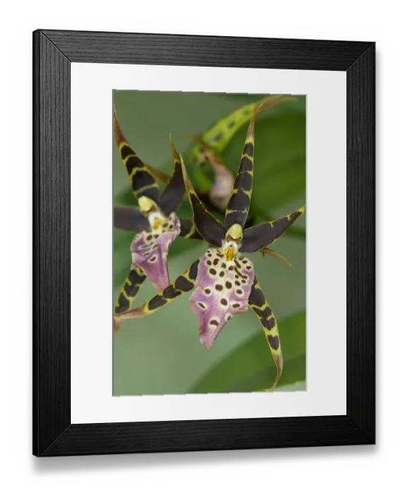 Framed Print : Flower of tropical orchid Spotted Brassia -Brassia maculata- Framed Print : Flower of tropical orchid Spotted Brassia -Brassia maculata-