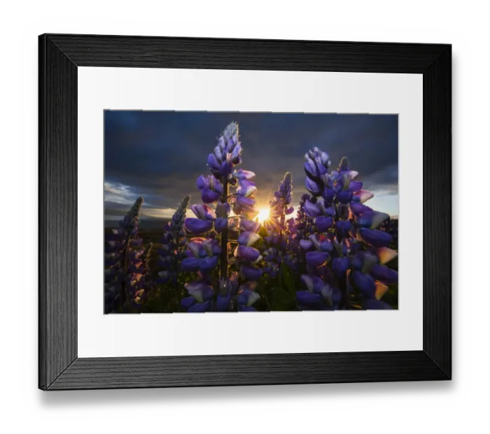 Framed Print : Nootka lupins -Lupinus nootkatensis-, Iceland, Europe Framed Print : Nootka lupins -Lupinus nootkatensis-, Iceland, Europe
