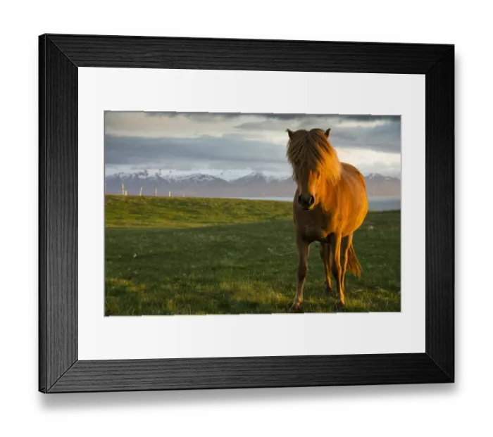 Framed Print : Icelandic horse, Husavik area, Norourland eystra region, or north-east region, Iceland, Europe Framed Print : Icelandic horse, Husavik area, Norourland eystra region, or north-east region, Iceland, Europe