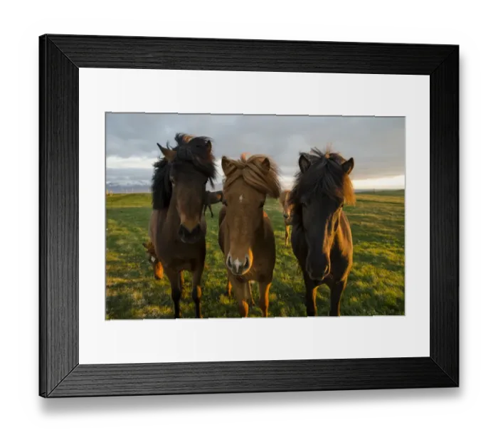 Framed Print : Icelandic horses, Husavik area, Norourland eystra region, or north-east region, Iceland, Europe Framed Print : Icelandic horses, Husavik area, Norourland eystra region, or north-east region, Iceland, Europe