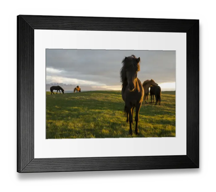 Framed Print : Icelandic horses, Husavik area, Norourland eystra region, or north-east region, Iceland, Europe Framed Print : Icelandic horses, Husavik area, Norourland eystra region, or north-east region, Iceland, Europe