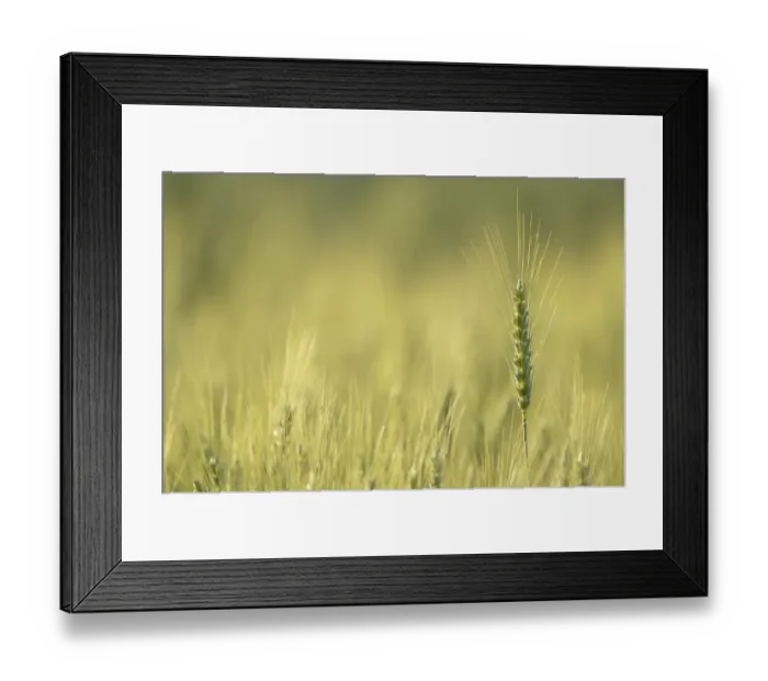 Framed Print : Field of Barley -Hordeum vulgare-, Waiblingen, Germany, Europe Framed Print : Field of Barley -Hordeum vulgare-, Waiblingen, Germany, Europe