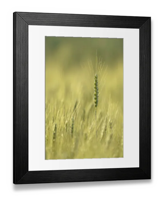 Framed Print : Field of Barley -Hordeum vulgare-, Waiblingen, Germany, Europe Framed Print : Field of Barley -Hordeum vulgare-, Waiblingen, Germany, Europe