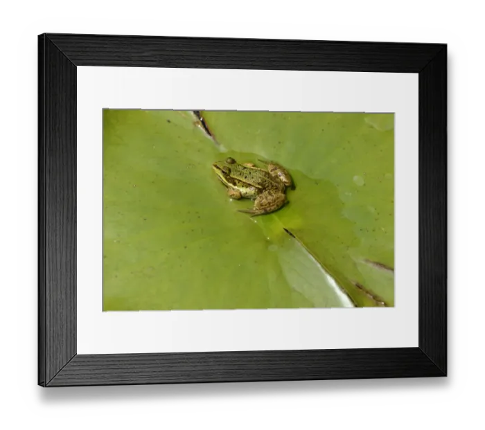 Framed Print : Water frog -Pelophylax esculentus or Rana esculenta-, perched on lily pad, Zug, Switzerland, Europe Framed Print : Water frog -Pelophylax esculentus or Rana esculenta-, perched on lily pad, Zug, Switzerland, Europe