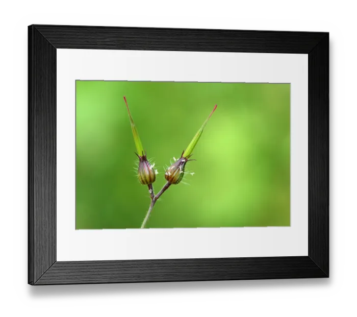 Framed Print : Bud of a Herb Robert, Red Robin, Death come quickly, Storksbill or Robert Geranium -Geranium robertianum-, Zug, Switzerland, Europe Framed Print : Bud of a Herb Robert, Red Robin, Death come quickly, Storksbill or Robert Geranium -Geranium robertianum-, Zug, Switzerland, Europe