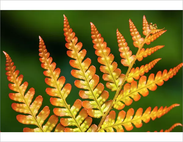 Autumn Fern, Japanese Wood Fern or Copper Shield Fern -Dryopteris erythrosora-