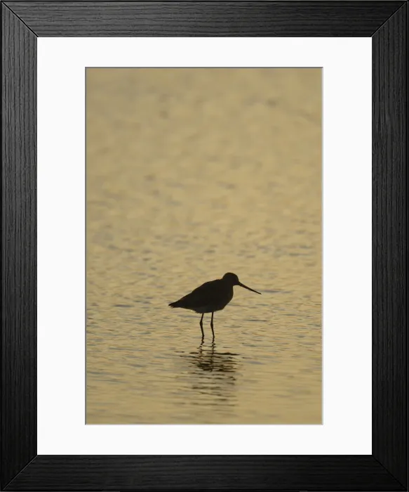 Framed Print : Bar-tailed Godwit -Limosa lapponica-, backlit, standing in water, Texel, The Netherlands, Europe Framed Print : Bar-tailed Godwit -Limosa lapponica-, backlit, standing in water, Texel, The Netherlands, Europe