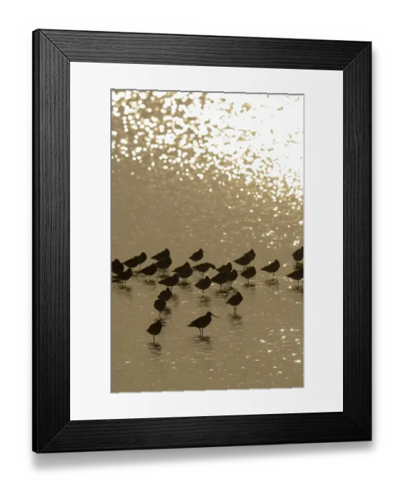 Framed Print : Bar-tailed Godwit -Limosa lapponica-, backlit standing in the water, Texel, The Netherlands, Europe Framed Print : Bar-tailed Godwit -Limosa lapponica-, backlit standing in the water, Texel, The Netherlands, Europe