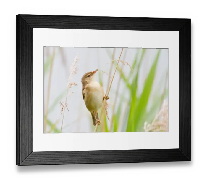 Framed Print : Reed Warbler -Acrocephalus scirpaceus- perched on bulrush, North Hesse, Hesse, Germany Framed Print : Reed Warbler -Acrocephalus scirpaceus- perched on bulrush, North Hesse, Hesse, Germany