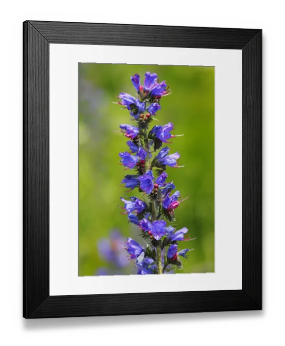 Framed Print : Vipers Bugloss or Blueweed -Echium vulgare-, flowering, wild plant, Germany, Europe Framed Print : Vipers Bugloss or Blueweed -Echium vulgare-, flowering, wild plant, Germany, Europe