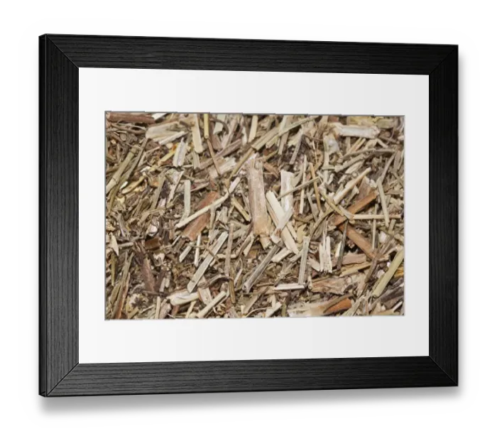 Framed Print : Bedstraw tea, organic tea, also used as an acidifier to make cheese