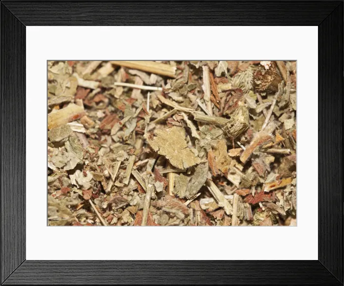 Framed Print : Agrimony tea, organic tea Framed Print : Agrimony tea, organic tea
