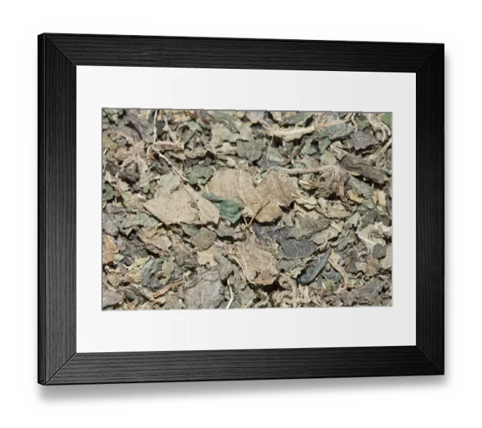 Framed Print : Nettle tea, organic tea Framed Print : Nettle tea, organic tea