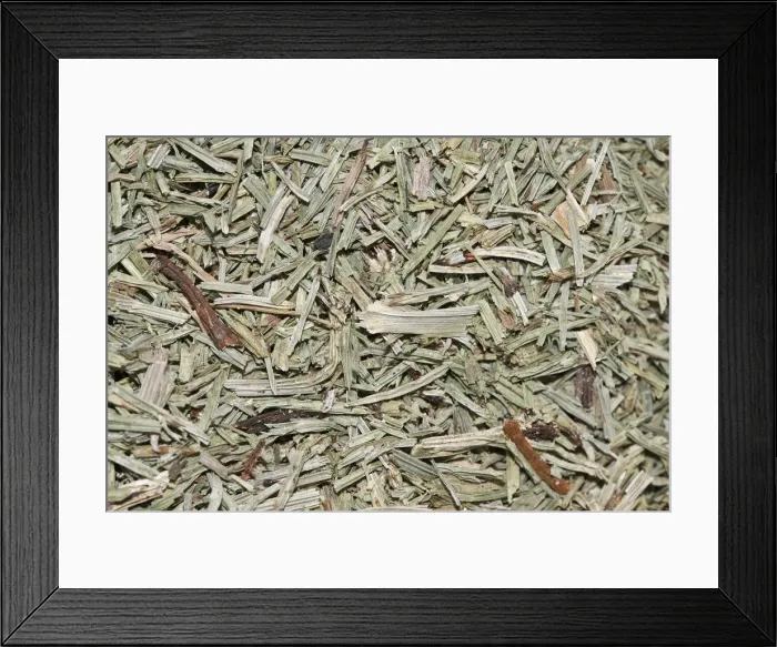 Framed Print : Horsetail tea, organic tea Framed Print : Horsetail tea, organic tea