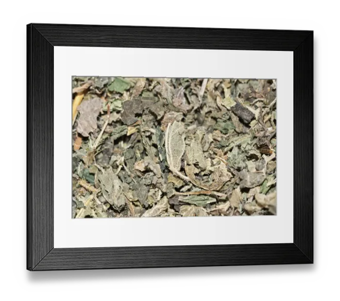 Framed Print : Dandelion tea, organic tea Framed Print : Dandelion tea, organic tea