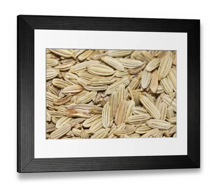 Framed Print : Fennel tea, organic tea Framed Print : Fennel tea, organic tea