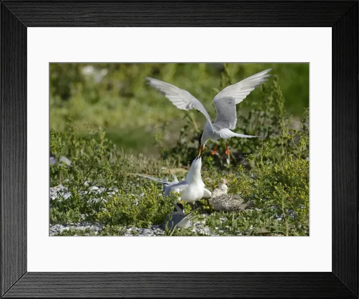 Framed Print : Common Tern -Sterna hirundo- attacking Sandwich Tern -Sterna sandvicensis-, Texel, The Netherlands, Europe Framed Print : Common Tern -Sterna hirundo- attacking Sandwich Tern -Sterna sandvicensis-, Texel, The Netherlands, Europe