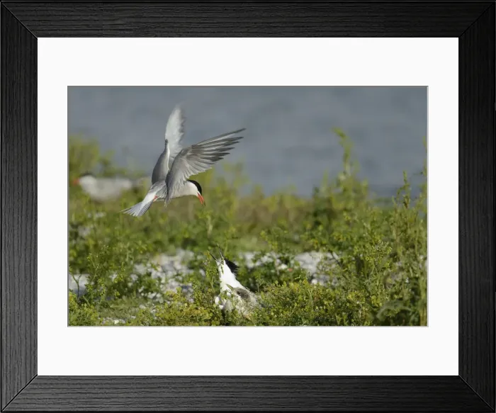 Framed Print : Common Tern -Sterna hirundo- attacking Sandwich Tern -Sterna sandvicensis-, Texel, The Netherlands, Europe Framed Print : Common Tern -Sterna hirundo- attacking Sandwich Tern -Sterna sandvicensis-, Texel, The Netherlands, Europe
