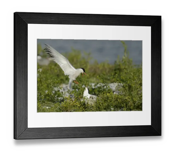 Framed Print : Common Tern -Sterna hirundo- attacking Sandwich Tern -Sterna sandvicensis-, Texel, The Netherlands, Europe Framed Print : Common Tern -Sterna hirundo- attacking Sandwich Tern -Sterna sandvicensis-, Texel, The Netherlands, Europe