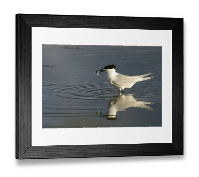 Framed Print : Sandwich Tern -Sterna sandvicensis-, with fish in beak, Texel, The Netherlands, Europe Framed Print : Sandwich Tern -Sterna sandvicensis-, with fish in beak, Texel, The Netherlands, Europe