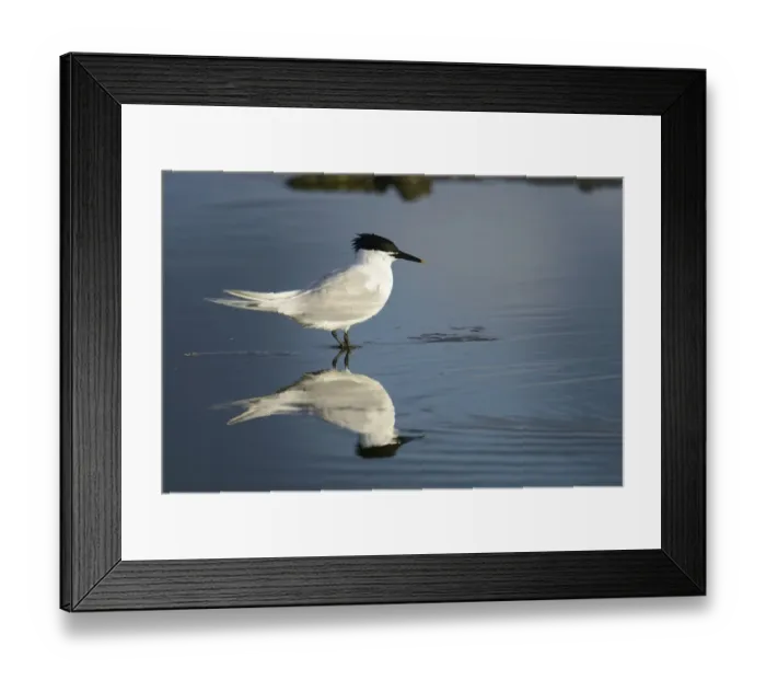 Framed Print : Sandwich Tern -Sterna sandvicensis-, Texel, The Netherlands, Europe Framed Print : Sandwich Tern -Sterna sandvicensis-, Texel, The Netherlands, Europe