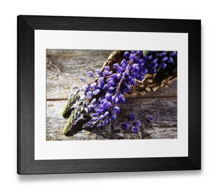 Framed Print : Lupins -Lupinus sp. -, in a woven basket on a wooden surface Framed Print : Lupins -Lupinus sp. -, in a woven basket on a wooden surface