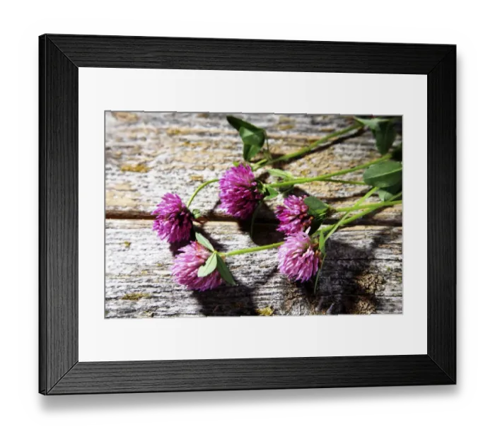 Framed Print : Flowers of red clover -Trifolium pratense- on a wooden surface Framed Print : Flowers of red clover -Trifolium pratense- on a wooden surface