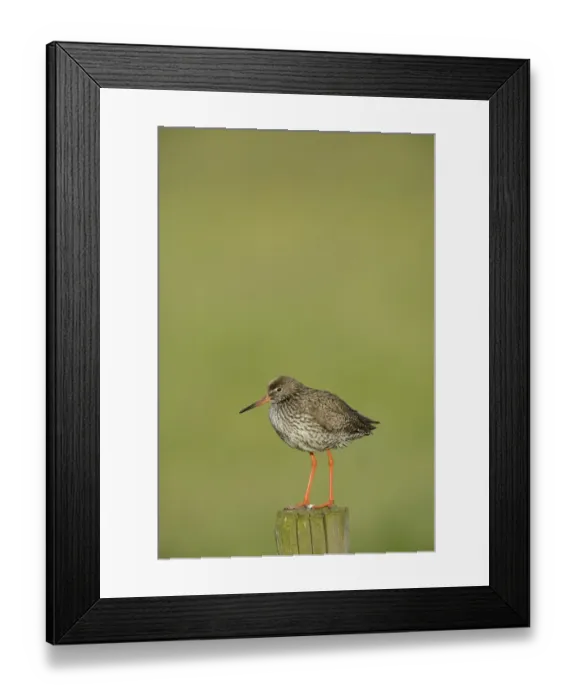 Framed Print : Common Redshank -Tringa totanus-, perched on a post, Texel, The Netherlands, Europe Framed Print : Common Redshank -Tringa totanus-, perched on a post, Texel, The Netherlands, Europe