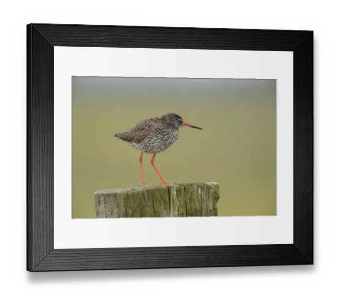 Framed Print : Common Redshank -Tringa totanus-, perched on a post, Texel, The Netherlands, Europe Framed Print : Common Redshank -Tringa totanus-, perched on a post, Texel, The Netherlands, Europe