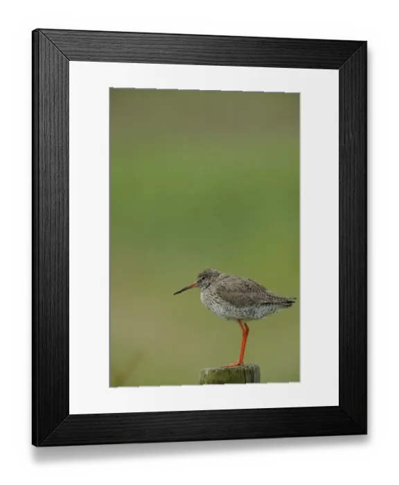 Framed Print : Common Redshank -Tringa totanus-, perched on a post, Texel, The Netherlands, Europe Framed Print : Common Redshank -Tringa totanus-, perched on a post, Texel, The Netherlands, Europe