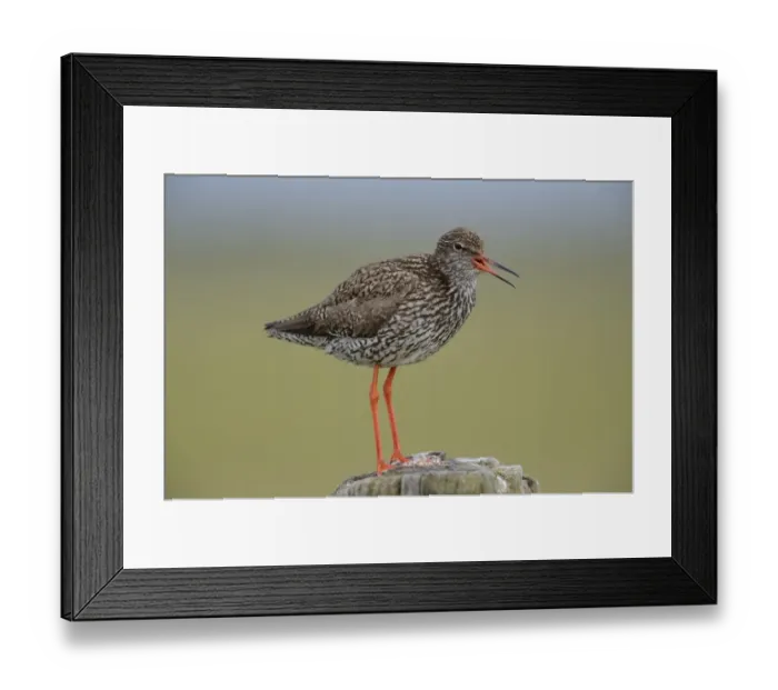Framed Print : Common Redshank -Tringa totanus-, perched on a post, Texel, The Netherlands, Europe Framed Print : Common Redshank -Tringa totanus-, perched on a post, Texel, The Netherlands, Europe