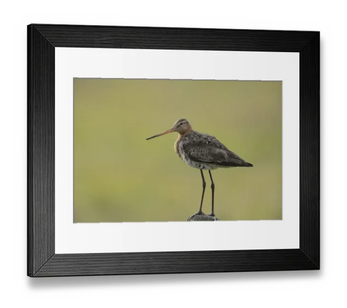 Framed Print : Black-tailed Godwit -Limosa limosa- perched on a post, Texel, The Netherlands, Europe