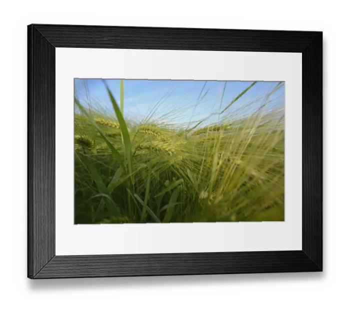 Framed Print : Ears of barley -Hordeum vulgare- Framed Print : Ears of barley -Hordeum vulgare-