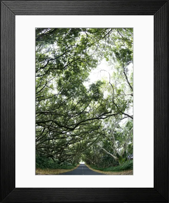 Framed Print : Tree tunnel along Highway 137, Red Road Highway, Hilo, Big Island of Hawaii, USA Framed Print : Tree tunnel along Highway 137, Red Road Highway, Hilo, Big Island of Hawaii, USA