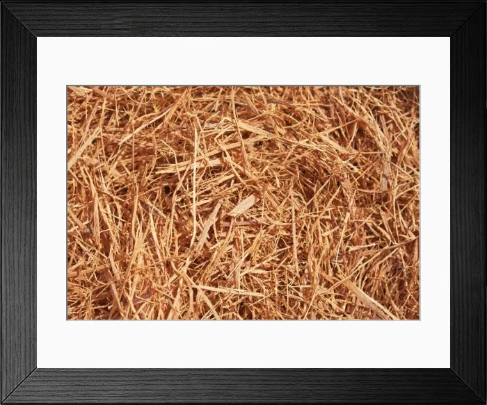 Framed Print : Cats claw tea -Uncaria tomentosa-, component of drugs for cancer treatment, South American prevalence Framed Print : Cats claw tea -Uncaria tomentosa-, component of drugs for cancer treatment, South American prevalence