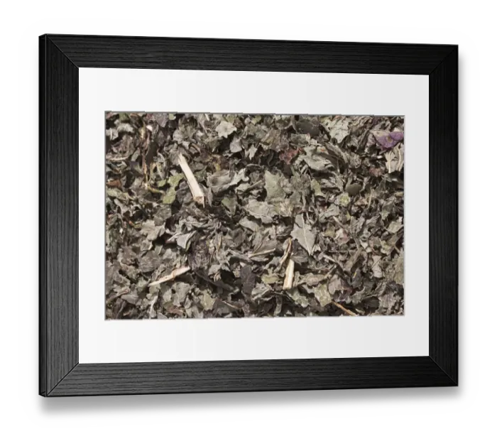 Framed Print : Lemon balm tea, dried lemon balm -Melissa officinalis-, herbal tea, medicinal tea Framed Print : Lemon balm tea, dried lemon balm -Melissa officinalis-, herbal tea, medicinal tea